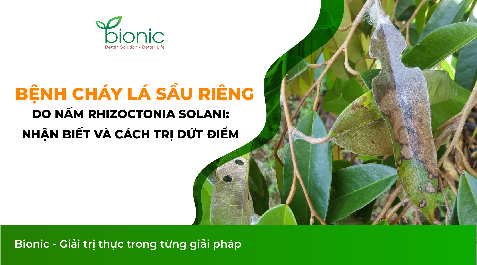 Bệnh cháy lá sầu riêng do nấm Rhizoctonia solani gây cháy lá, chết ngọn, rụng lá hàng loạt. Nhận biết sớm triệu chứng và phác đồ phun trị hiệu quả mùa mưa.