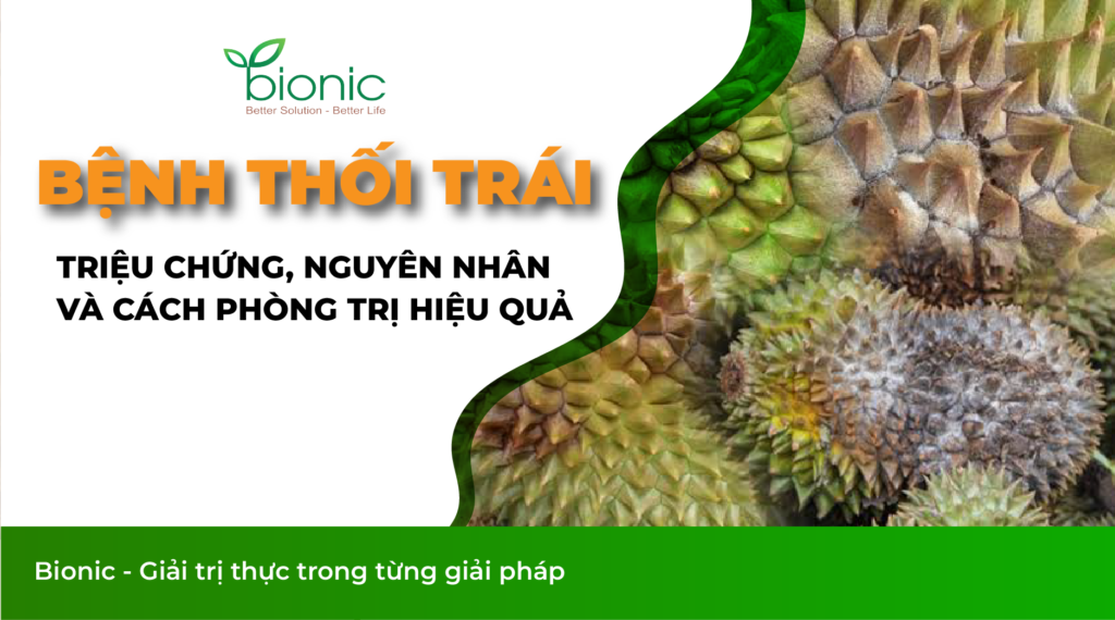 bệnh thối trái sầu riêng