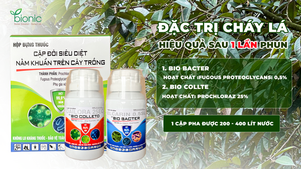 cặp đôi đặc trị cháy lá sầu riêng_