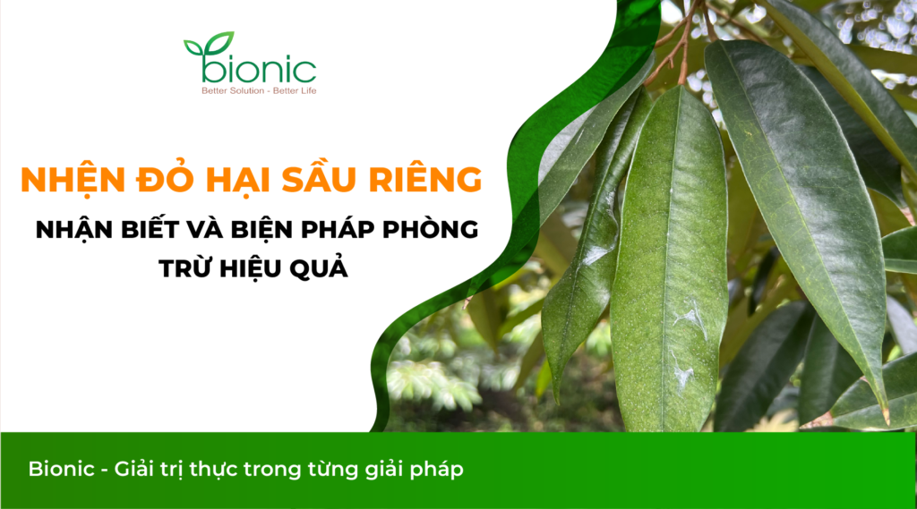 nhện đỏ hại sầu riêng