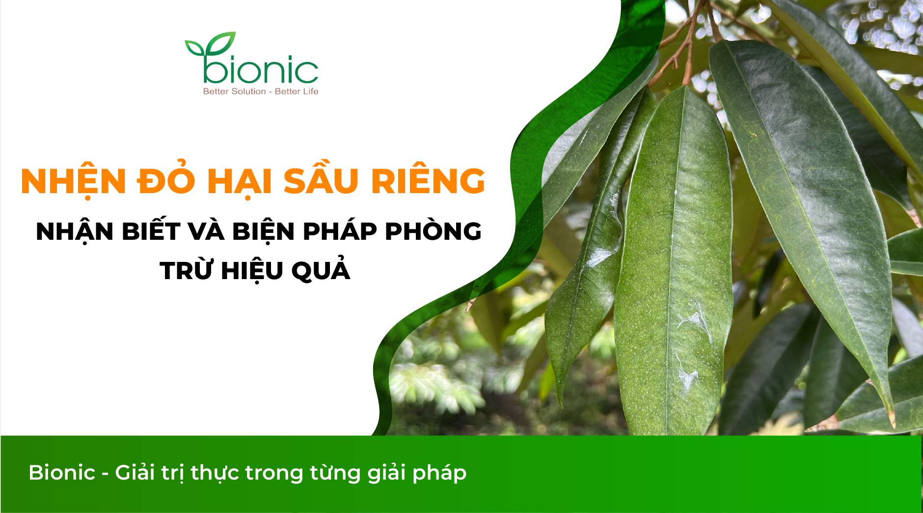 nhện đỏ hại sầu riêng